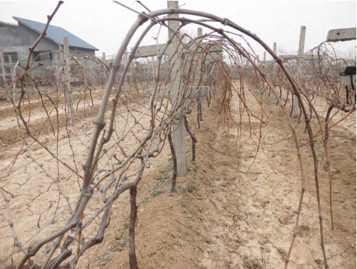 圖1 落葉進入停止生(shēng)長(cháng)期.jpg