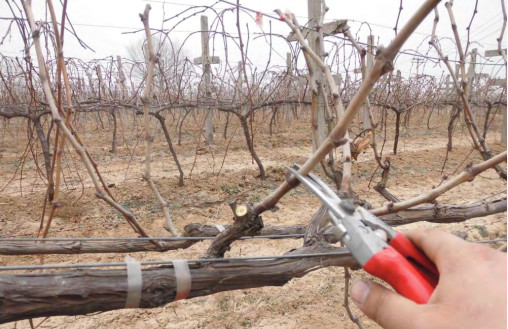 圖2 枝條短(duǎn)梢修剪前.jpg