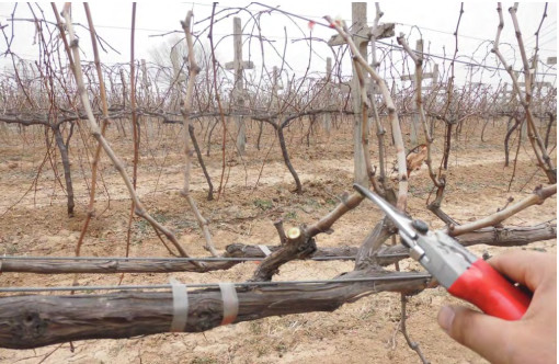 圖3 枝條短(duǎn)梢修剪後.jpg