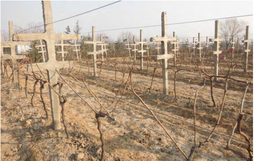 圖6 中長(cháng)梢修剪後的(de)葡萄樹(shù).jpg