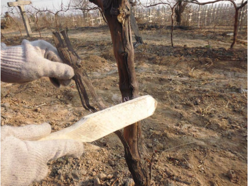 圖7 刮除老(lǎo)翹皮.jpg